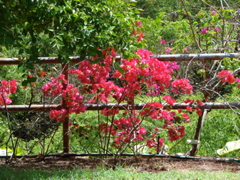Waimea Valley Audubon Center
