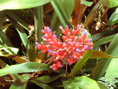 Waimea Valley Audubon Center