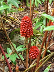 Waimea Valley Audubon Center