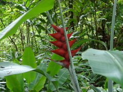 Waimea Valley Audubon Center