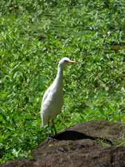 Waimea Valley Audubon Center
