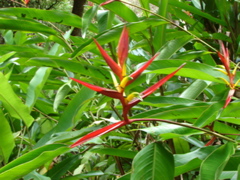 Waimea Valley Audubon Center