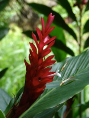 Waimea Valley Audubon Center