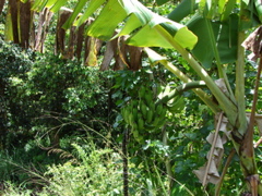 Waimea Valley Audubon Center