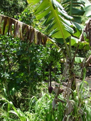 Waimea Valley Audubon Center