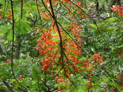 Waimea Valley Audubon Center
