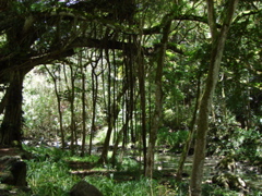 Waimea Valley Audubon Center