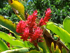 Waimea Valley Audubon Center