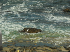 Sea Turtle