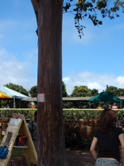 Rainbow Eucalyptus