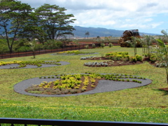 Dole Pineapple Plantation