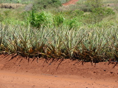 Dole Pineapple Plantation