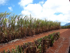 Dole Pineapple Plantation