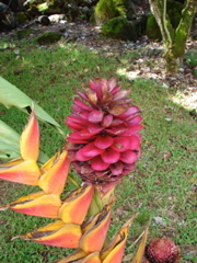 Waimea Valley Audubon Center