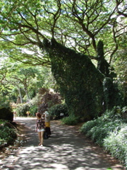 Waimea Valley Audubon Center