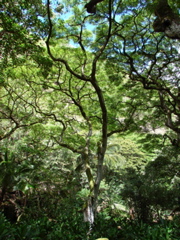 Waimea Valley Audubon Center