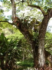 Waimea Valley Audubon Center