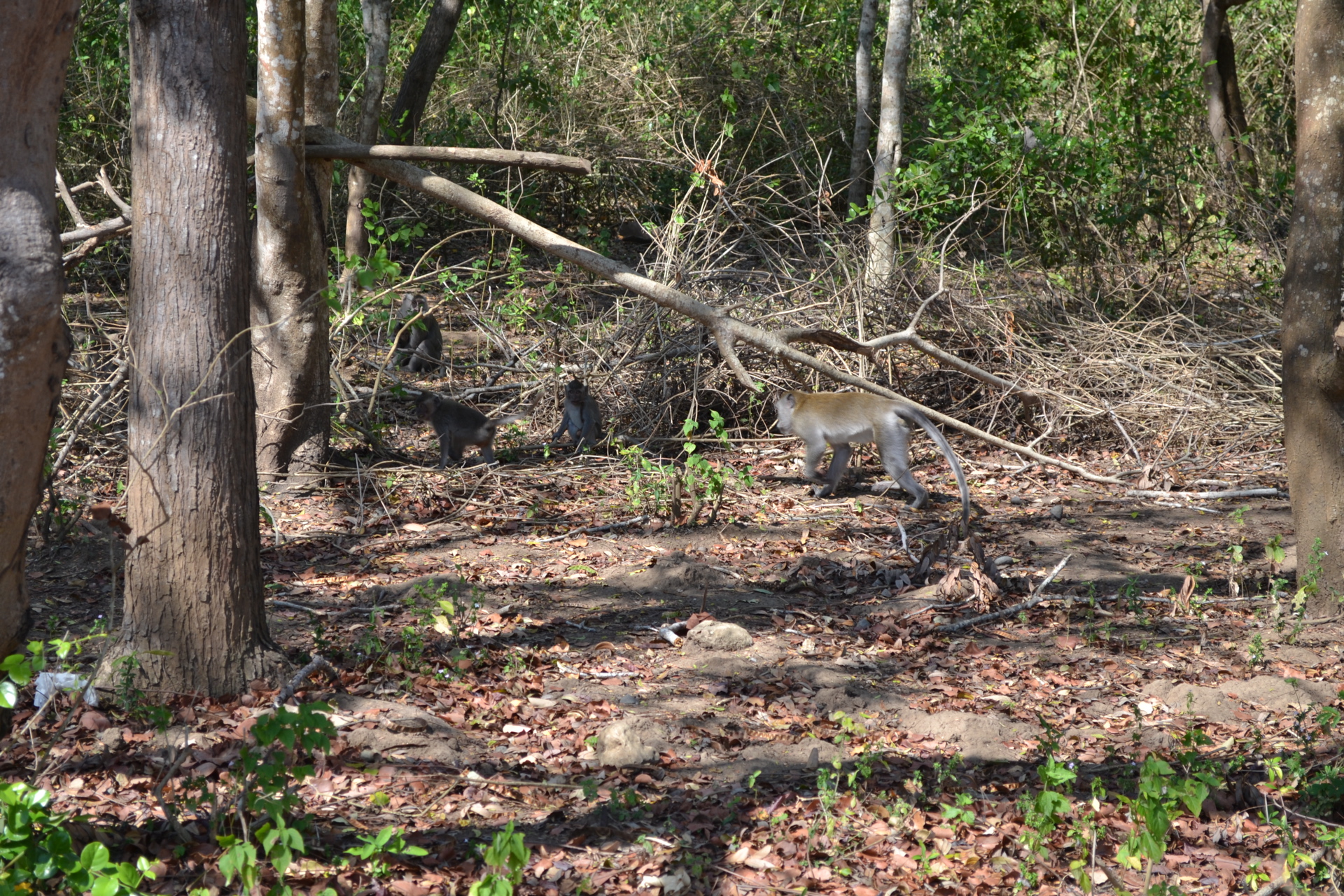 Monkey Forest, Lombok