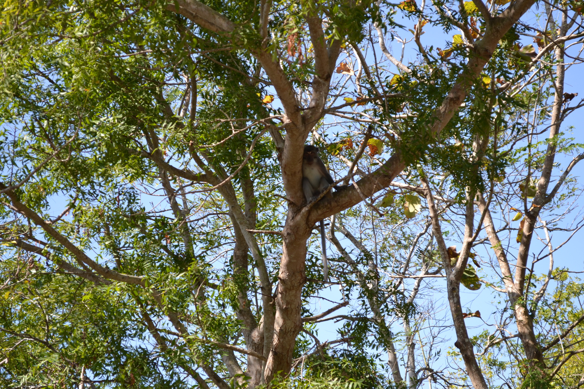 Monkey Forest, Lombok