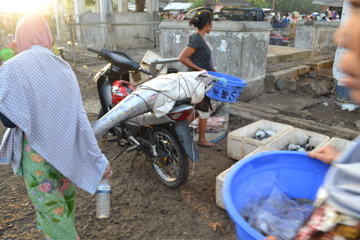 Lombok Fish Market