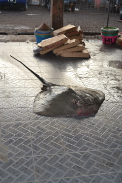 Lombok Fish Market