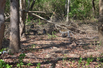 Monkey Forest, Lombok