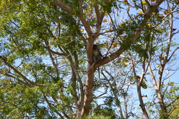 Monkey Forest, Lombok