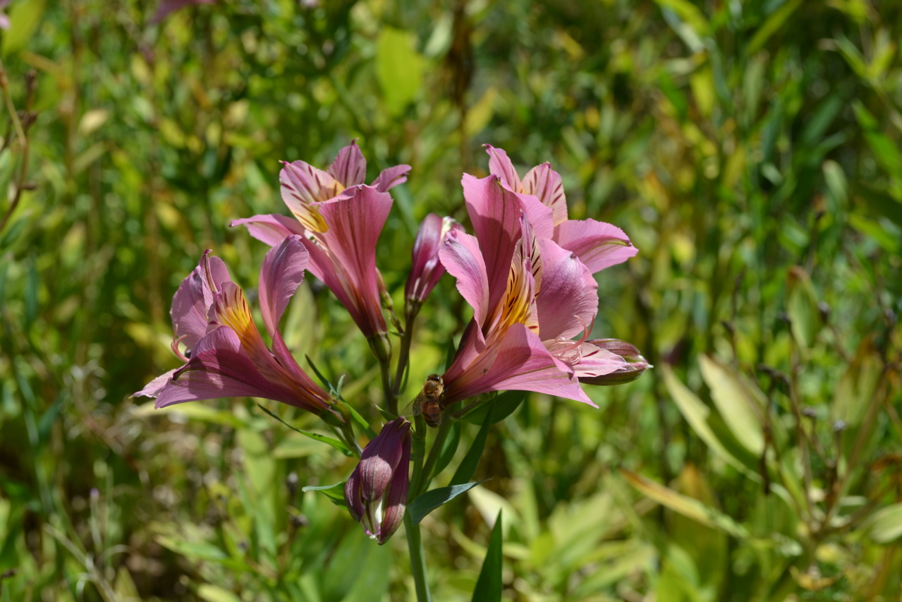 Washington Park Arboretum