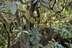 Kubota Garden