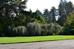 Kubota Garden