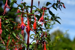 Washington Park Arboretum