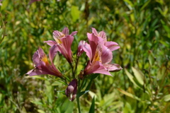 Washington Park Arboretum