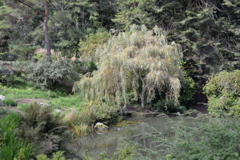 Kubota Garden