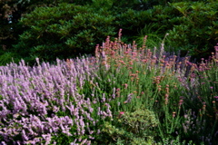 Kubota Garden