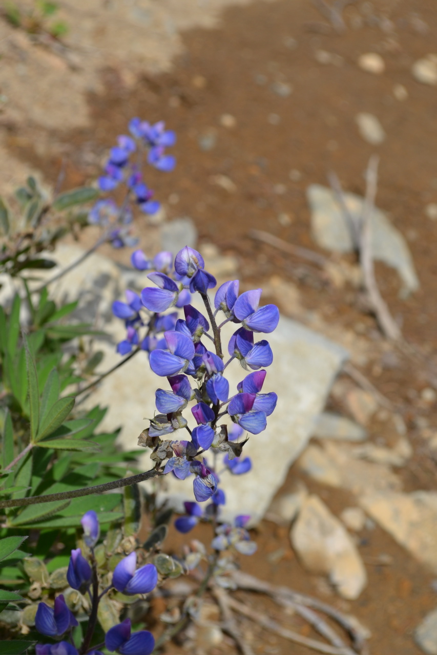DSC_0235.JPG