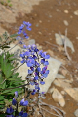 DSC_0235.JPG
