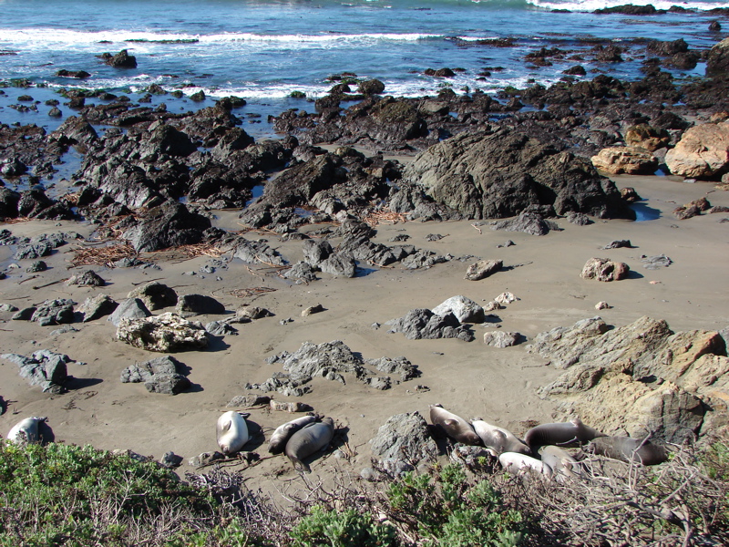 Elephant Seals