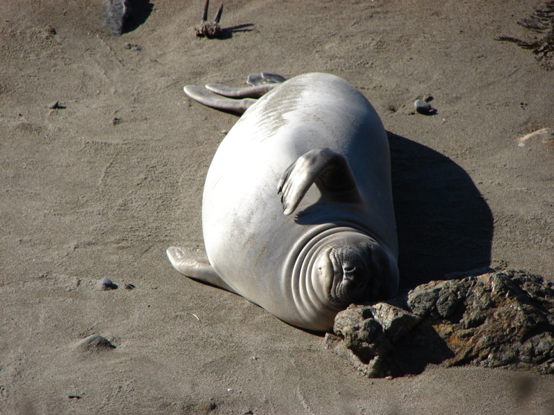 Elephant Seals