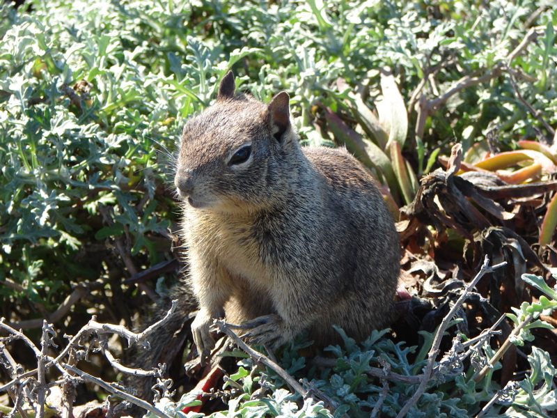 Squirrel