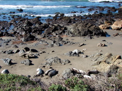 Elephant Seals