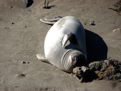 Elephant Seals