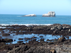 Elephant Seals