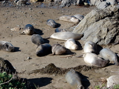 Elephant Seals