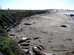 Elephant Seals