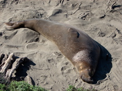 Elephant Seals