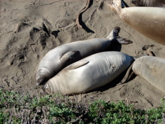 Elephant Seals