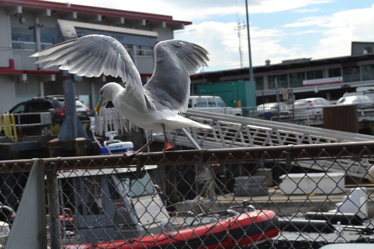 DSC_0052.JPG