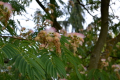 Mimosa Tree