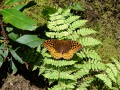 DSC01728.JPG