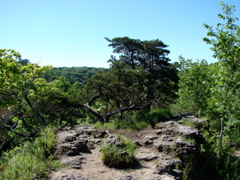 Backbone State Park, Iowa